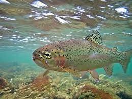 The UDC will be giving a presentation on "climate change and our Hemlock Forests and Brook Trout" on Aug. 5 at 7 p.m.